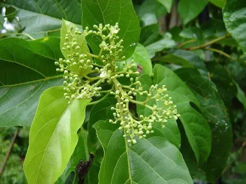 Lá cách – rau dại miền Tây dinh dưỡng làm nhiều món ngon