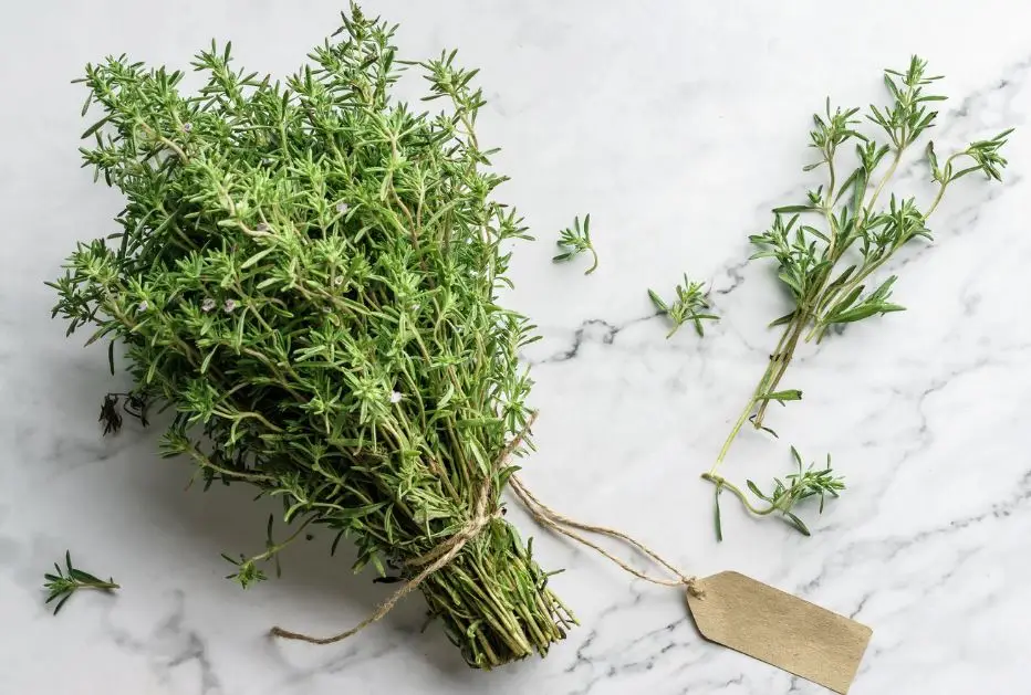 Lá thyme là gì? Bí quyết cho món ăn thêm thơm ngon