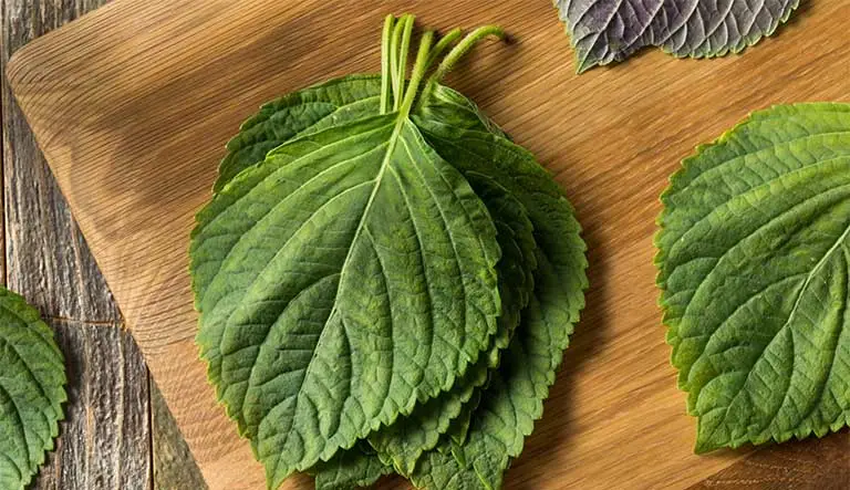 6 tác dụng làm đẹp hữu ích từ rau tía tô chị em nên biết
