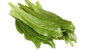 Ng&ograve;
