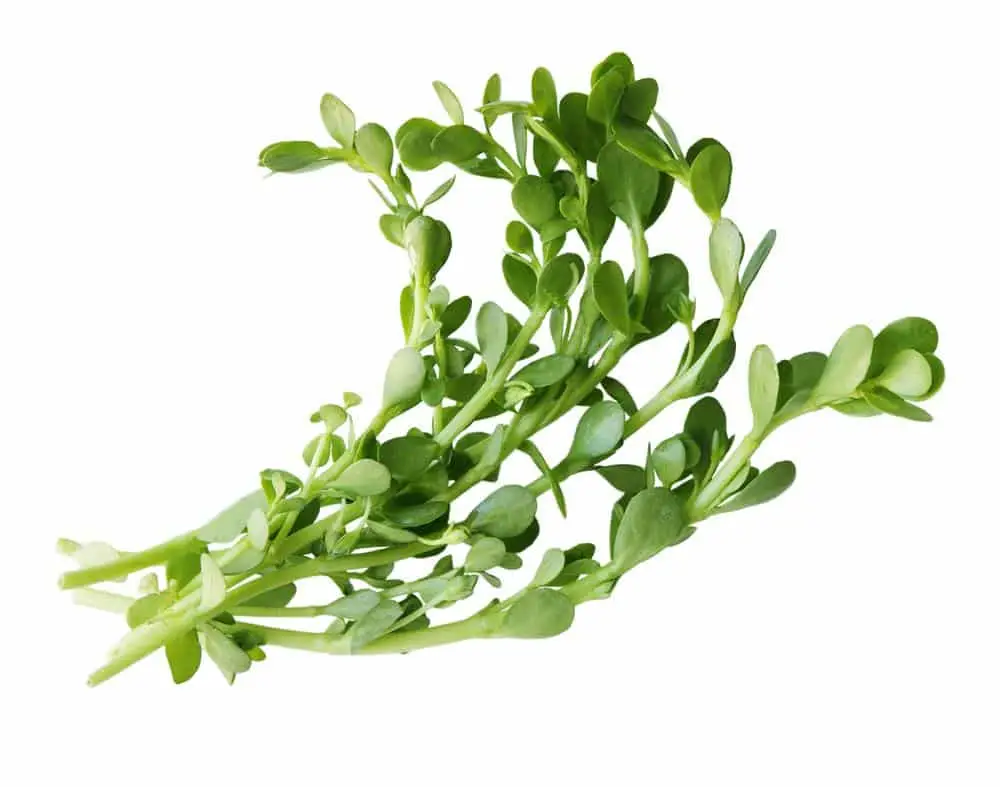 rau sam dang Bacopa