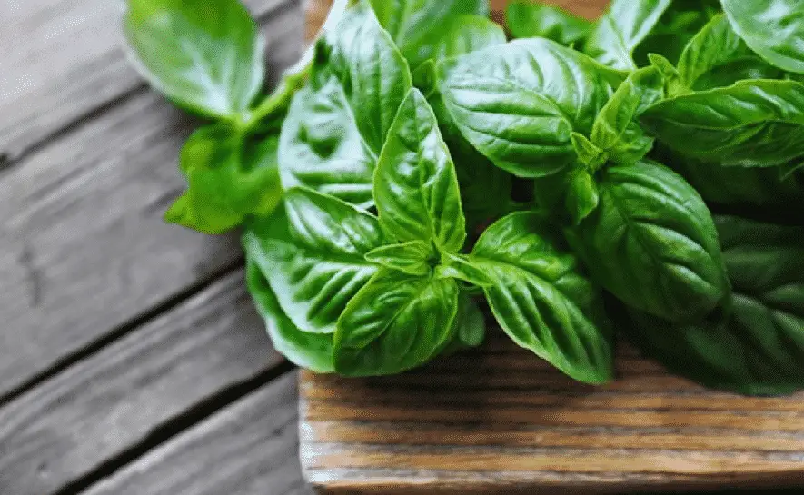 Món ngon với lá húng quế giúp cả nhà tránh cảm vặt