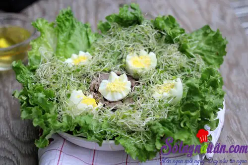 Salad rau mầm tươi